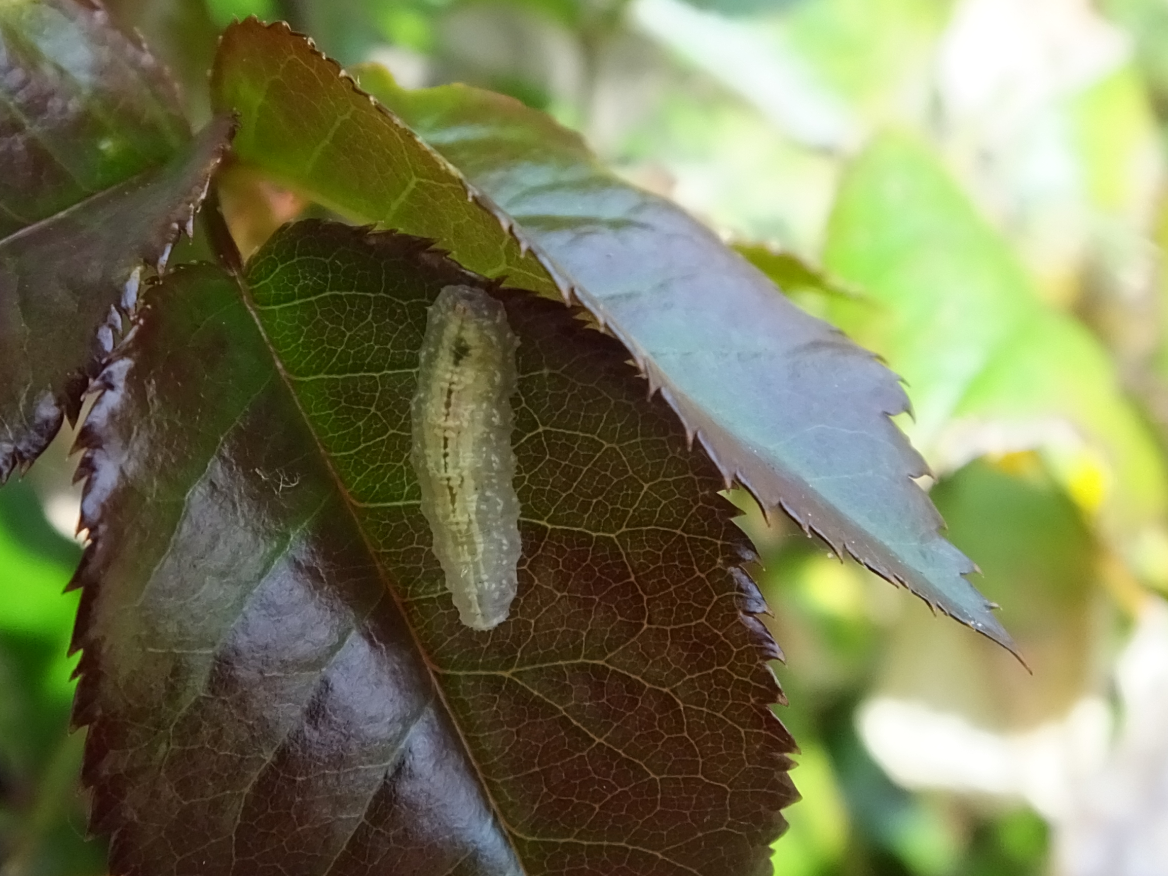 wat zit er op mijn roos?